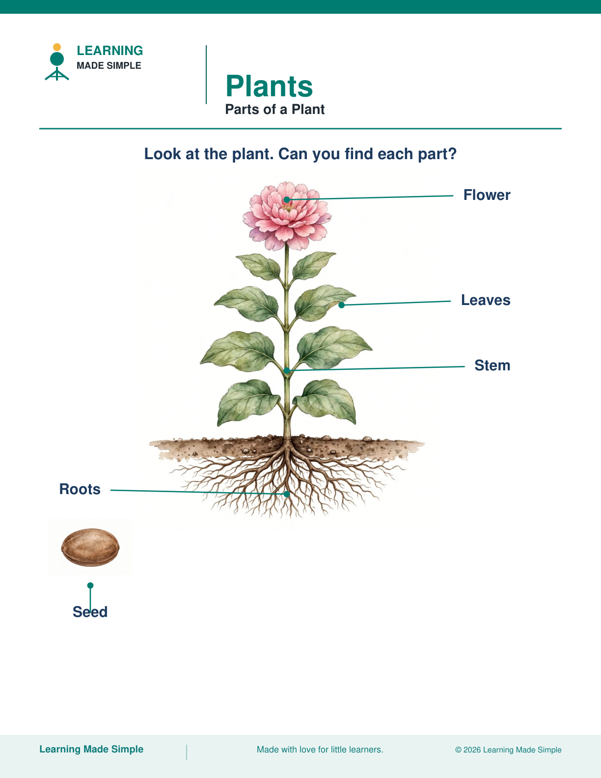 Preview of Parts of a Plant from Plants
