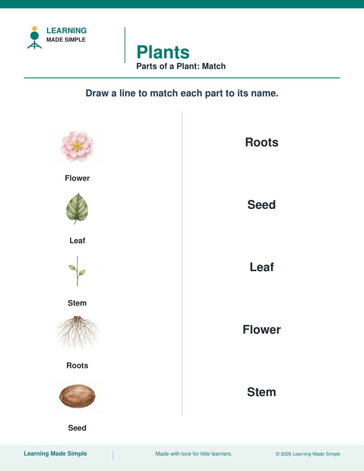 Preview of Parts of a Plant: Match from Plants